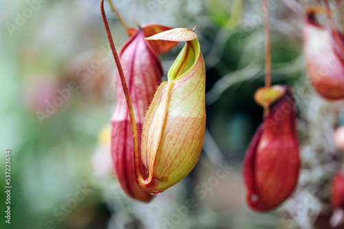 The Nepenthes is a type of insectivorous plant that grows mainly in the rain forest. 