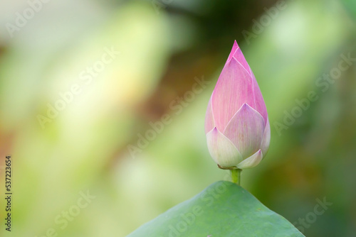 Tableau sur toile Lotus is the flower that is representative of Buddhists who worship Buddhism