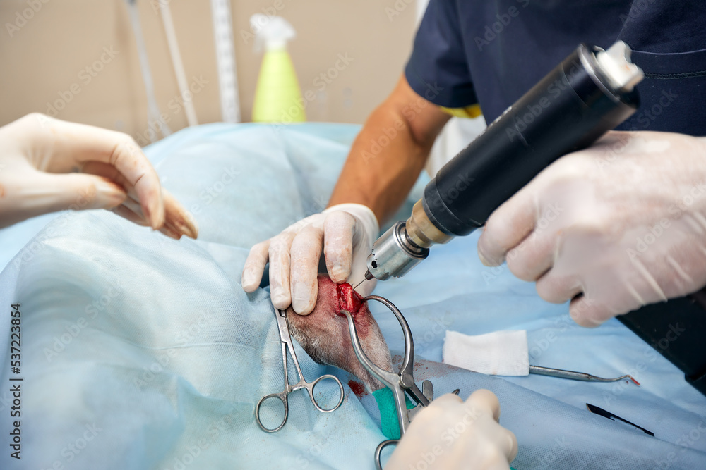In a modern veterinary clinic, an operation is performed on an animal on the operating table in close-up. Veterinary clinic.