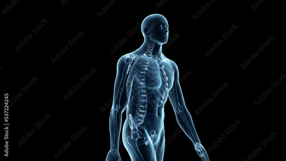 3d rendered medical animation of a walking man with visible skeleton 3d rendered medical animation of a walking man with visible skeleton