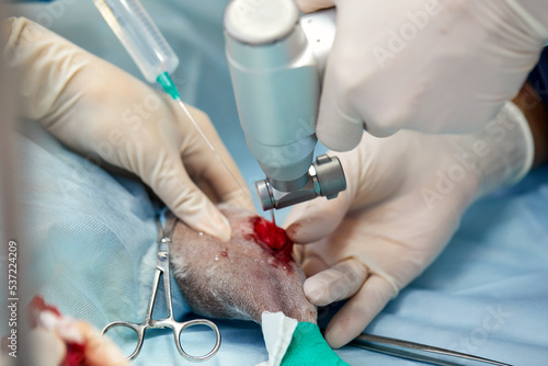 In a modern veterinary clinic  an operation is performed on an animal on the operating table in close-up. Veterinary clinic.