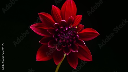 ダリアの開花のタイムラプス動画