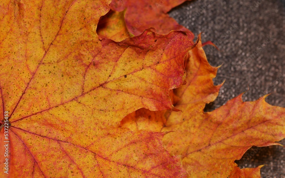 Détail de feuilles d'érables jaune-rouge séchées Détail de feuilles d'érables jaune-rouge séchées