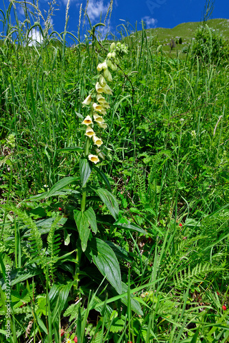 Small yellow foxglove // Gelber Fingerhut (Digitalis lutea)  - Stol, Slovenia photo