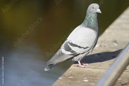 City doves or City pigeons (Columba livia f. domestica).