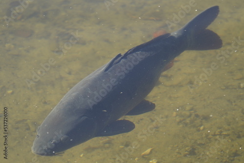 Big carp (Cyprinus carpio) Cyprinidae family, in a pond, Hannover - Herrenhausen.