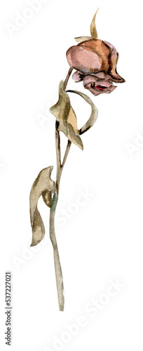 hand painted rose withering rose