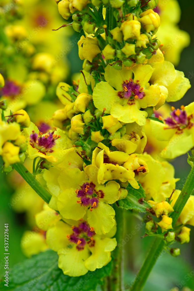 Schwarze Königskerze // Black mullein (Verbascum nigrum) - Stol, Slowenien Schwarze Königskerze // Black mullein (Verbascum nigrum) - Stol, Slowenien