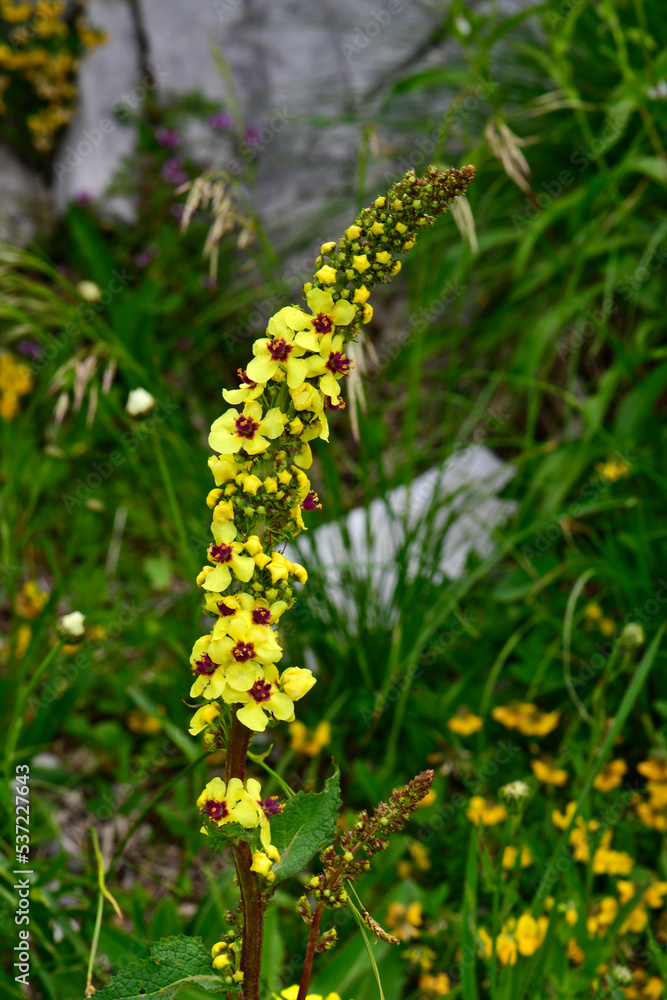 Obraz premium Black mullein // Schwarze Königskerze (Verbascum nigrum) - Stol, Slovenia