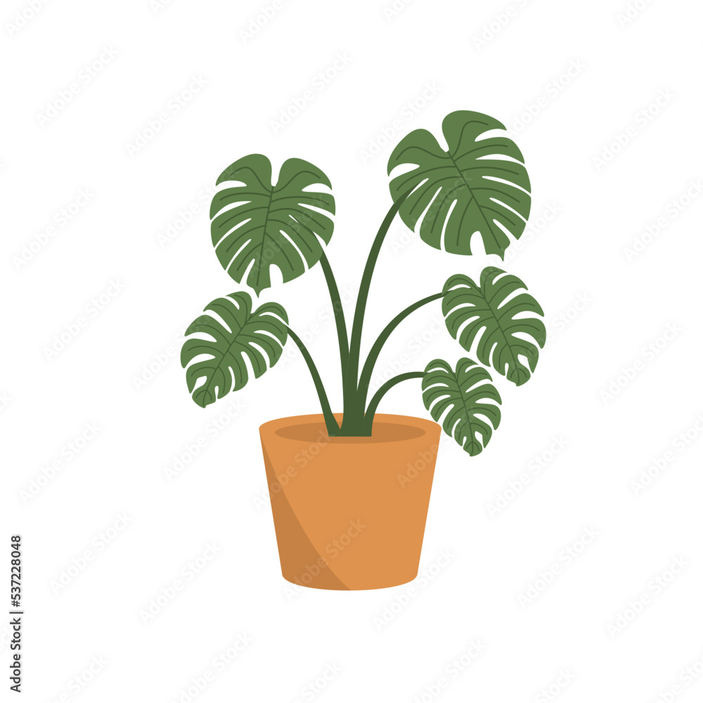 Obraz premium Illustration graphic of plant montsera borsigiana. Perfect for flyer, social media, etc.