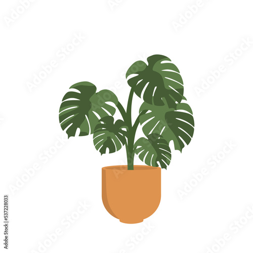 Illustration graphic of plant montsera variegata. Perfect for flyer, social media, etc.
