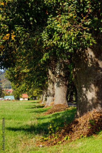 Avenue of Trees 