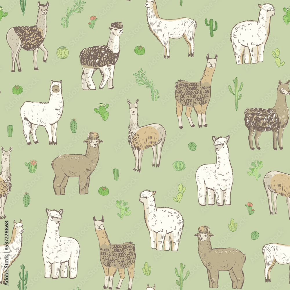 Fototapeta premium Lama alpaca animal vector seamless pattern.
