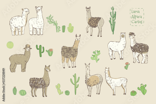Lama alpaca animal vector illustrations set.