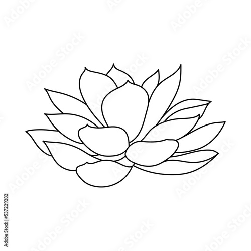 Succulent echeveria in doodle style, vector illustration. Desert flower hand drawn for print and design. Isolated element on a white background. Home plant outline, side view