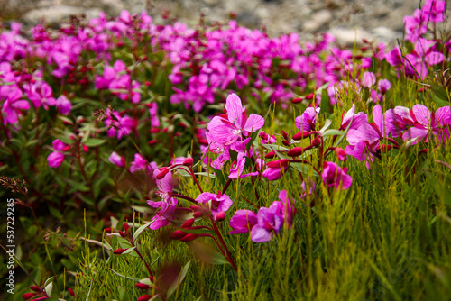 Flowers in Greenland