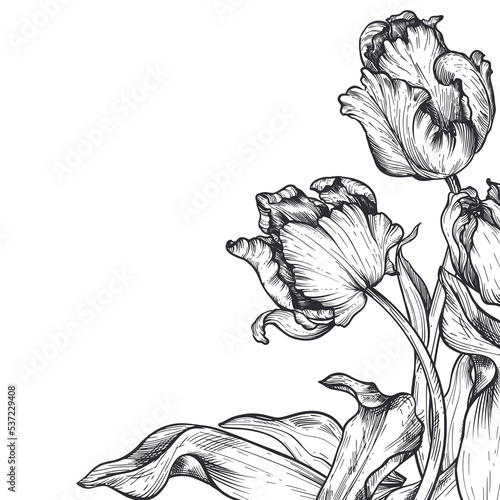 Beautiful hand drawn vector corner composition with black and white tulips
