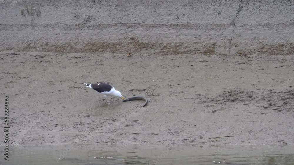 Seagull With Captured Eel Is on The Shore the River. Static Shot Seagull With Captured Eel Is on The Shore the River. Static Shot
