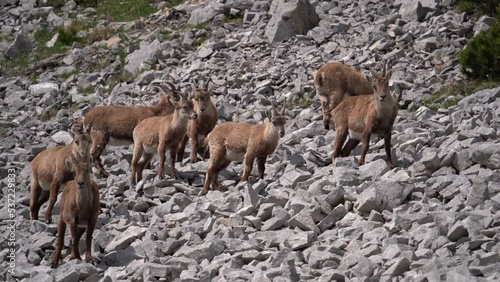 Iberian Ibex mountain goat in a rock. Capra pyrenaica photo