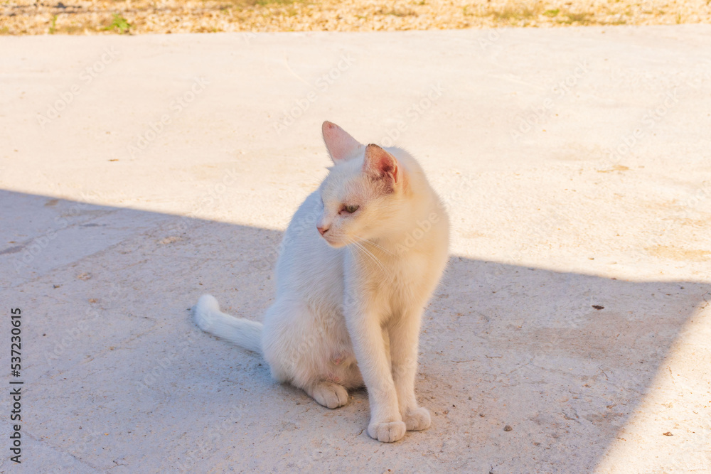 A white kitten walks on the street A white kitten walks on the street