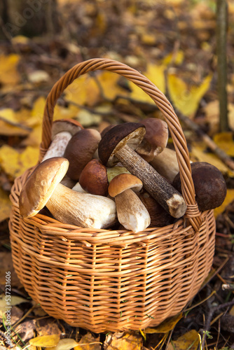 Mushroom harvest in basket in forest close up in sunlight. Autumn, fall nature