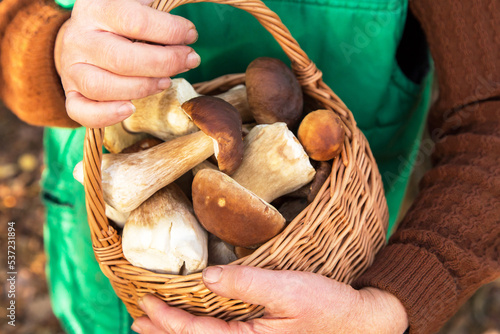 Mushroom in basket in mushroom picker hand close up, macro in sunlight. Mushroomer with wild forest porcini mushrooms harvest