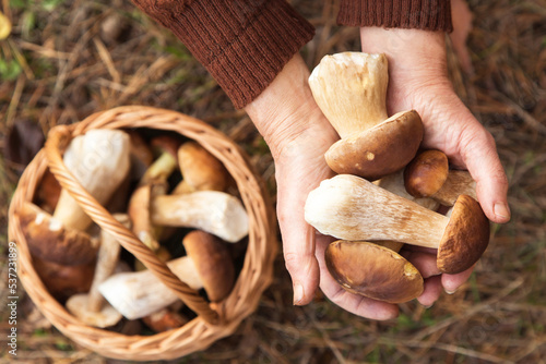Mushrooms in mushroom picker hand close up, macro in sunlight. Mushroomer with wild forest porcini mushroom harvest in basket, top view