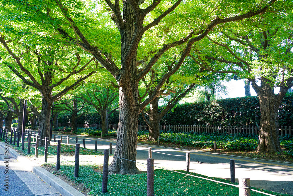 Obraz premium 秋晴れの朝 神宮外苑イチョウ並木（東京都港区）