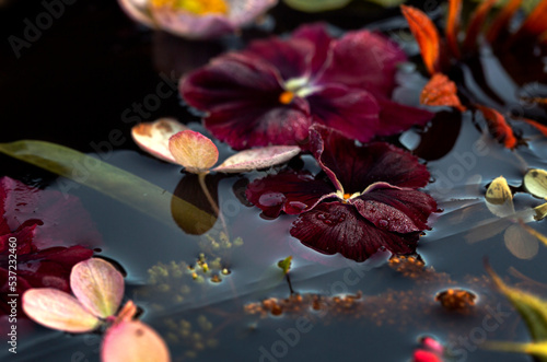 Colorful multicolored flower head with water droplets glinting on surface of flower petals