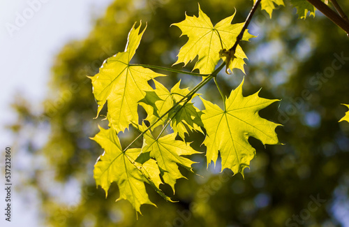 juicy maple leaves of light green color, which are visible in the backlight of warm rays with green blurred trees in the background and bokeh