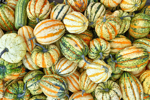 Top view many colorful striped Acorn, Carnival and Delicata squashes