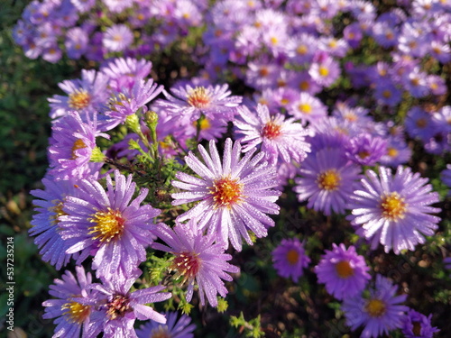 Bloomed purple flowers in the autumn garden