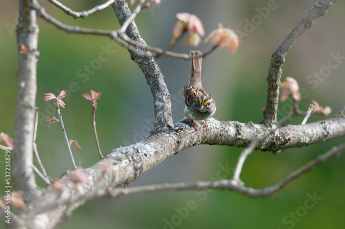 White-Throated Sparrow on a tree branch in upstate New York
