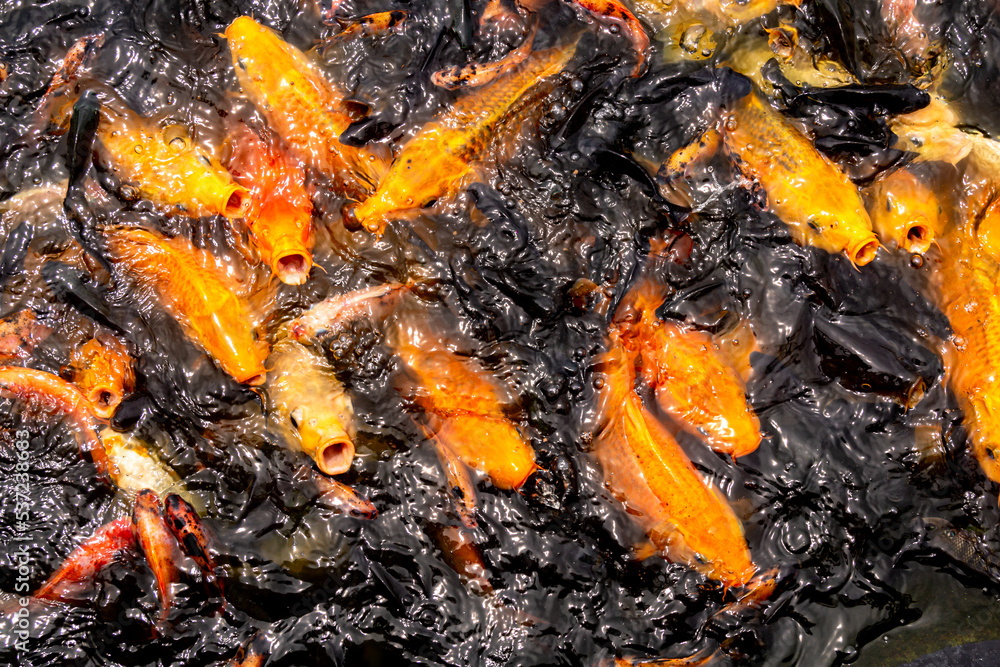 fish in the pond fish in the pond