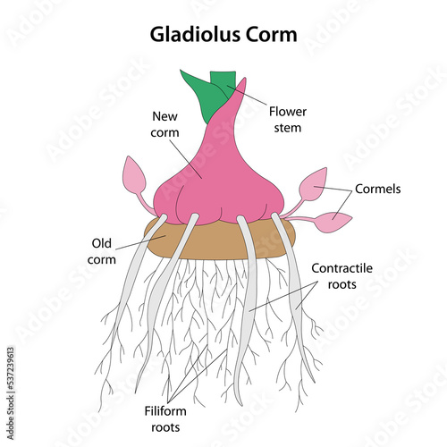 Gladiolus Corm, bulbo-tuber, or bulbotuber. Vector illustration.