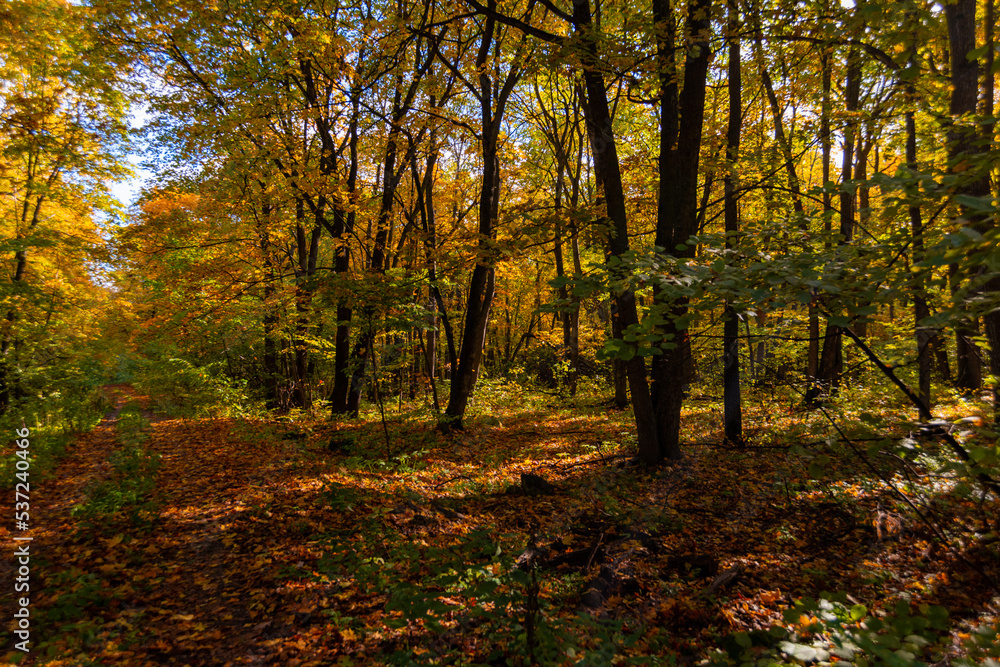 A walk in the deep woods on an October day! A walk in the deep woods on an October day!