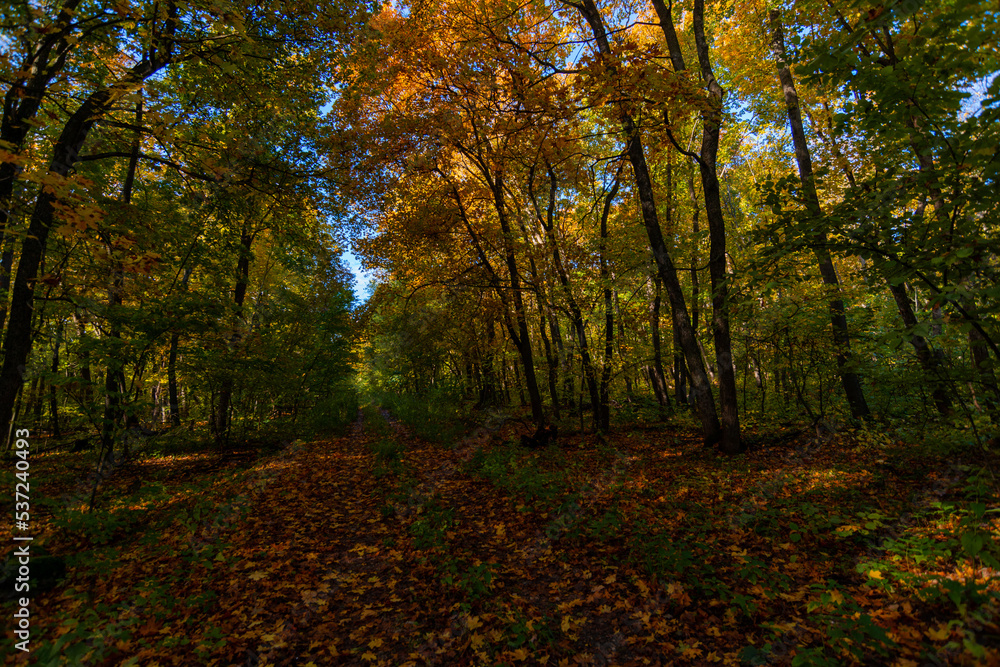 A walk in the deep woods on an October day! A walk in the deep woods on an October day!