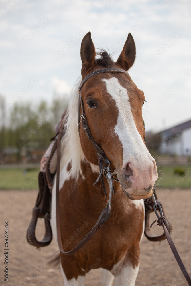 Naklejka premium Pinto horse in western harness close-up. Piebald horse portrait at the show.