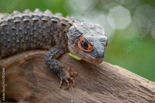 Close up of a crocodile skink Tribolonotus gracilis native to papua island on a branch with bokeh background 