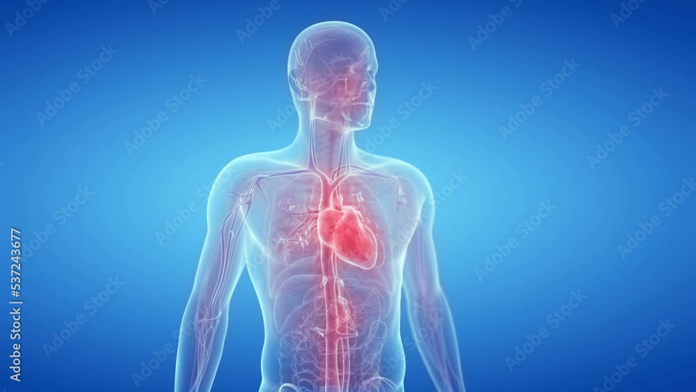 3d rendered medical animation of a beating heart 3d rendered medical animation of a beating heart