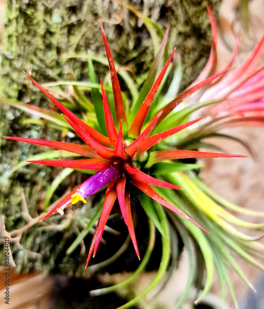 tilandsia flower in bloom