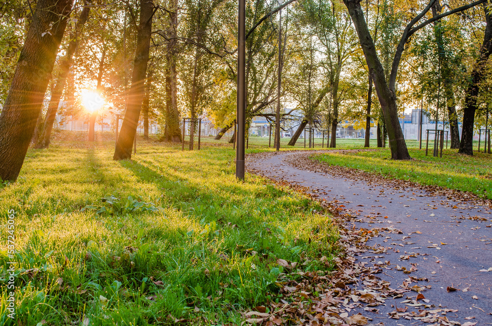 Naklejka premium a crooked road in the park illuminated by rays