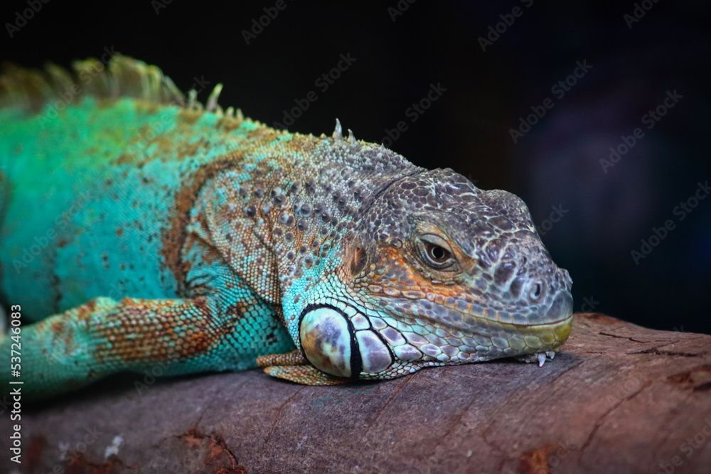 iguana resting iguana resting