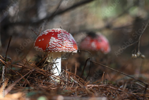 Amanita muscaria, Fly Agaric, Fly Amanita. Two red fly agarics with white spots in sunlight n forest floor. Outdoors. Close-up. Autumn background with red mushrooms. Vertical.