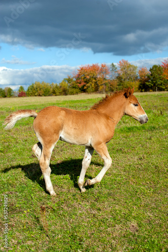 brown foal in nature