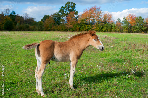 brown foal in nature