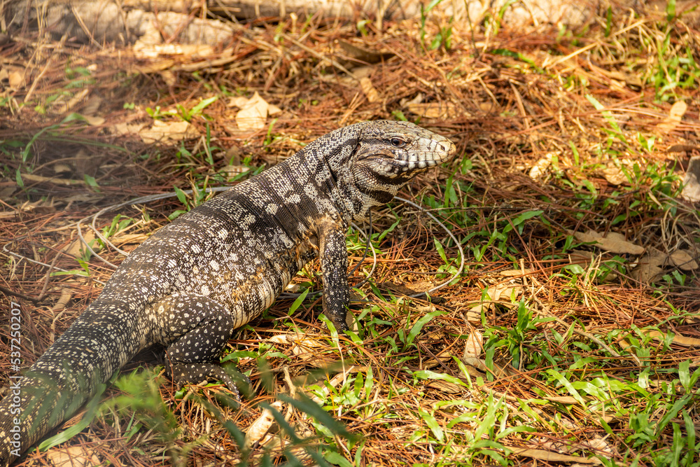 Um tegu caminhando no chão em um bosque. (Tupinambis merianae) Um tegu caminhando no chão em um bosque. (Tupinambis merianae)