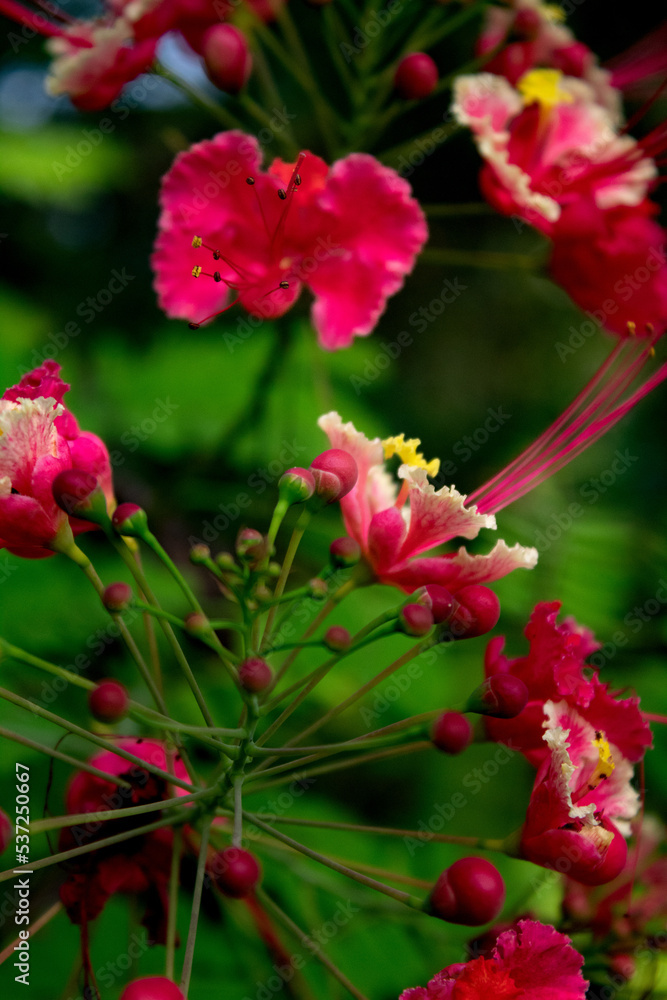 red and yellow flowers red and yellow flowers