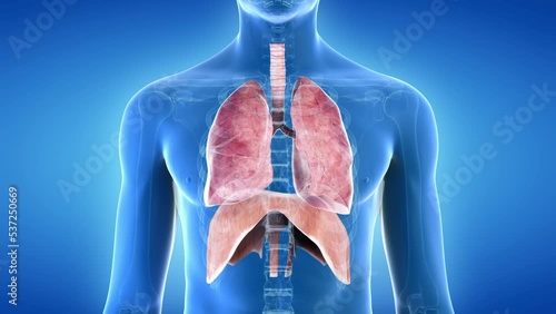 3d rendered animation of  the breathing lung