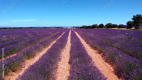 Drone flight over lavender fields in Brihuega, Guadalajara. Summer sunny day photo